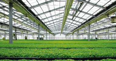 Agricultural Photovoltaic System